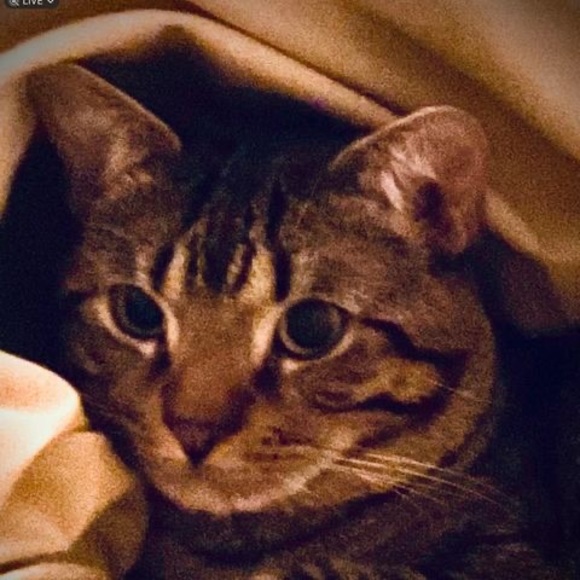 Meet your Posher, Sleigh - Picture 1 of 1